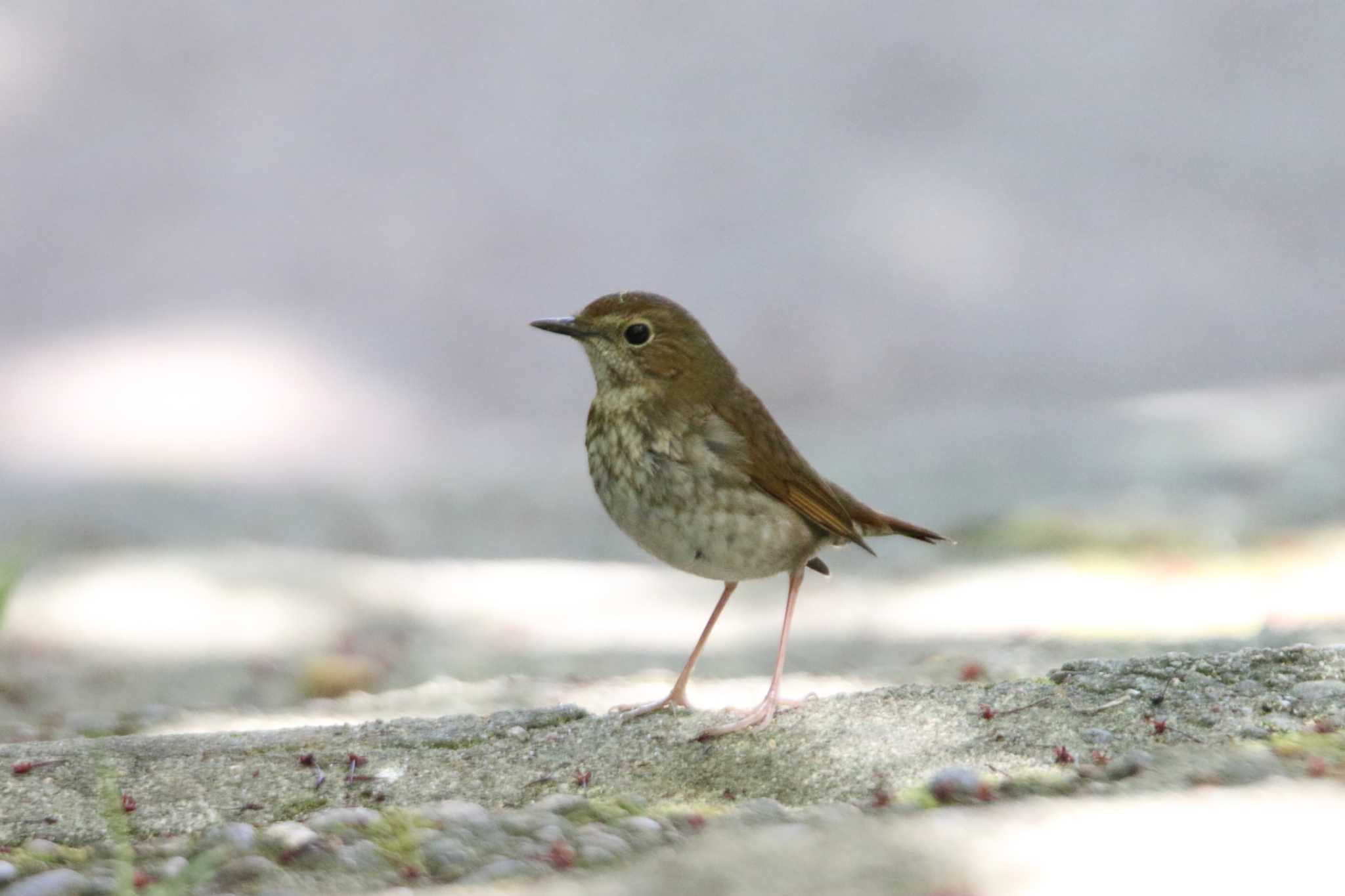 Photo of Rufous-tailed Robin at 日和山公園(酒田市) by マイク