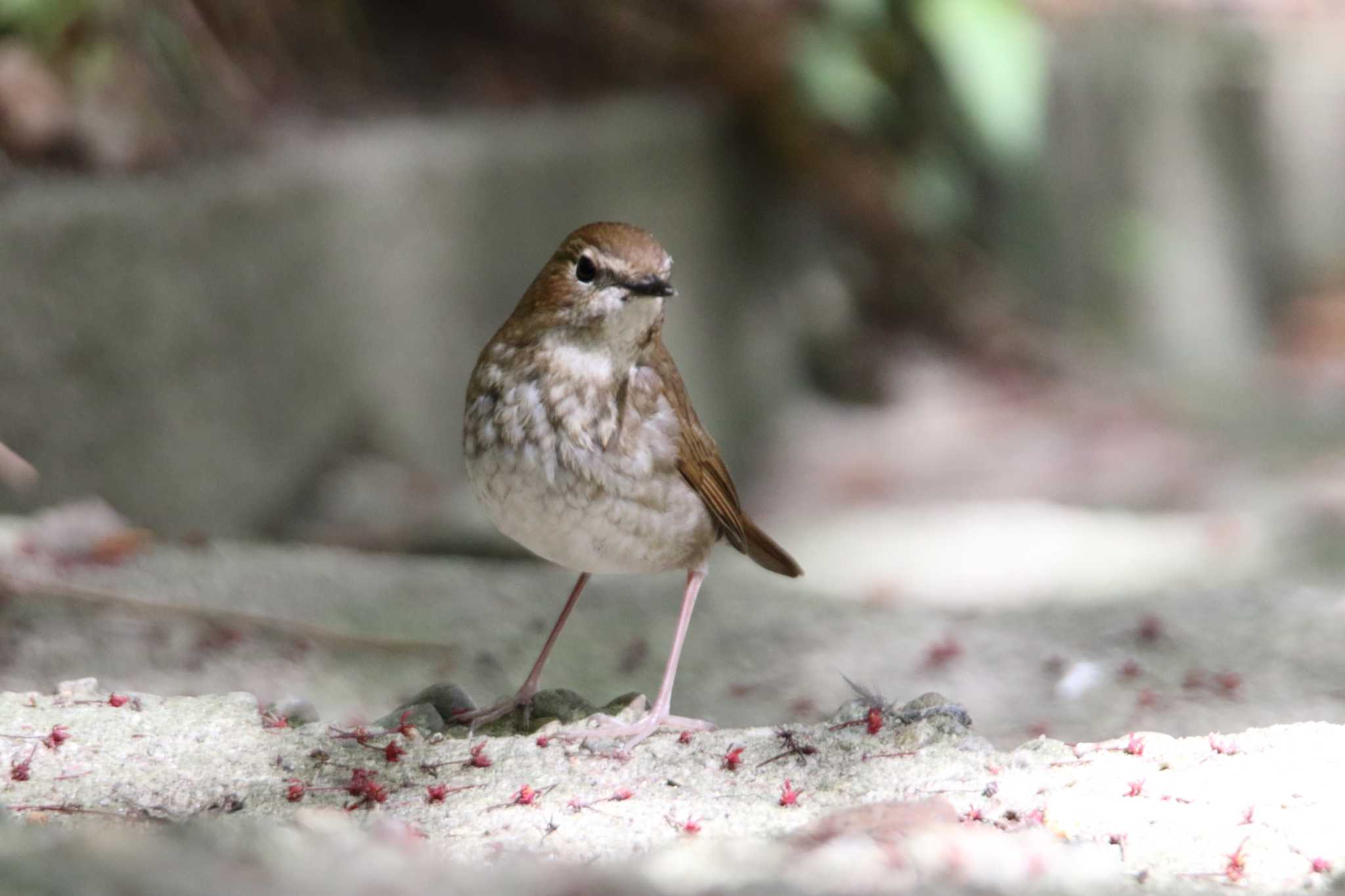 Photo of Rufous-tailed Robin at 日和山公園(酒田市) by マイク