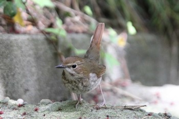 Rufous-tailed Robin 日和山公園(酒田市) Mon, 5/10/2021