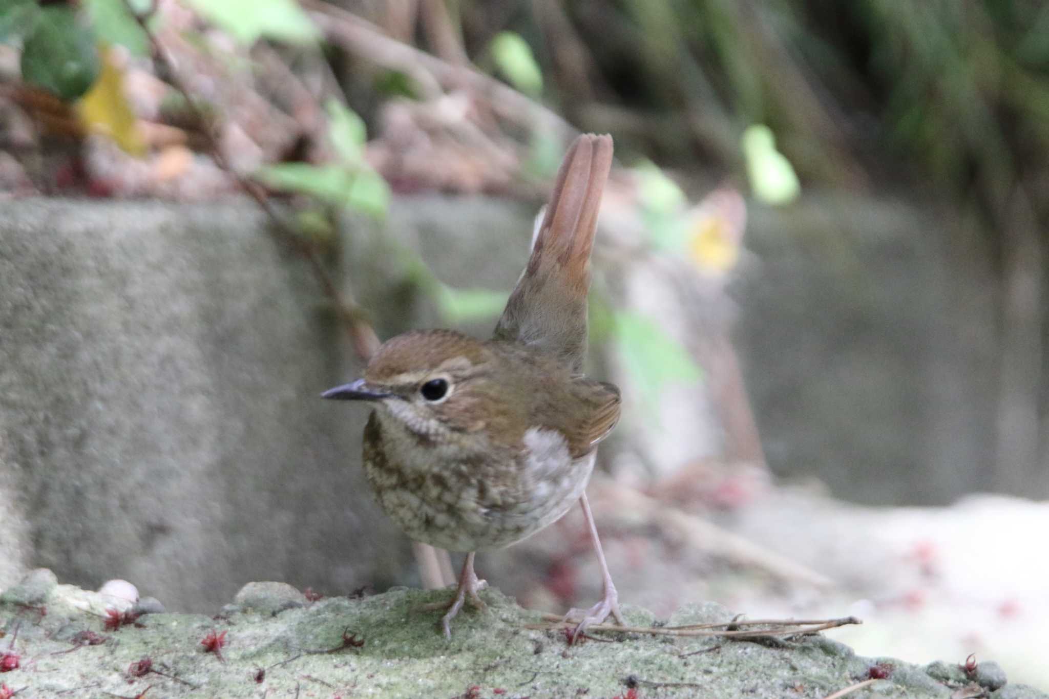 Photo of Rufous-tailed Robin at 日和山公園(酒田市) by マイク