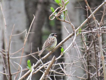 2021年5月15日(土) 野幌森林公園の野鳥観察記録