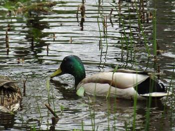 マガモ 野幌森林公園 2021年5月15日(土)