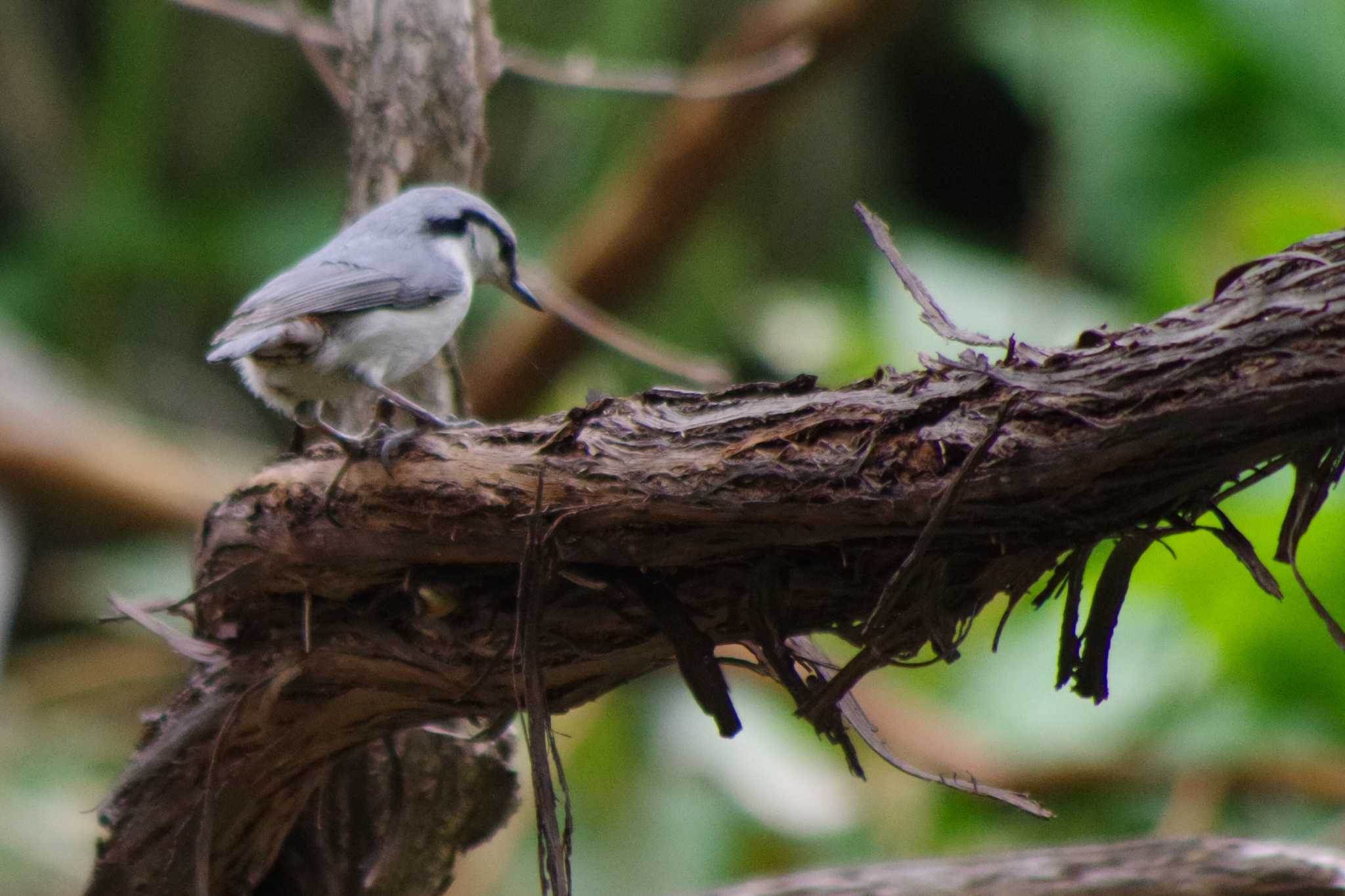 Eurasian Nuthatch(asiatica)