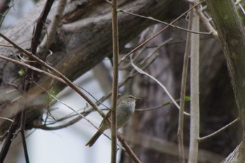 2021年5月15日(土) 左股川緑地(札幌市西区)の野鳥観察記録