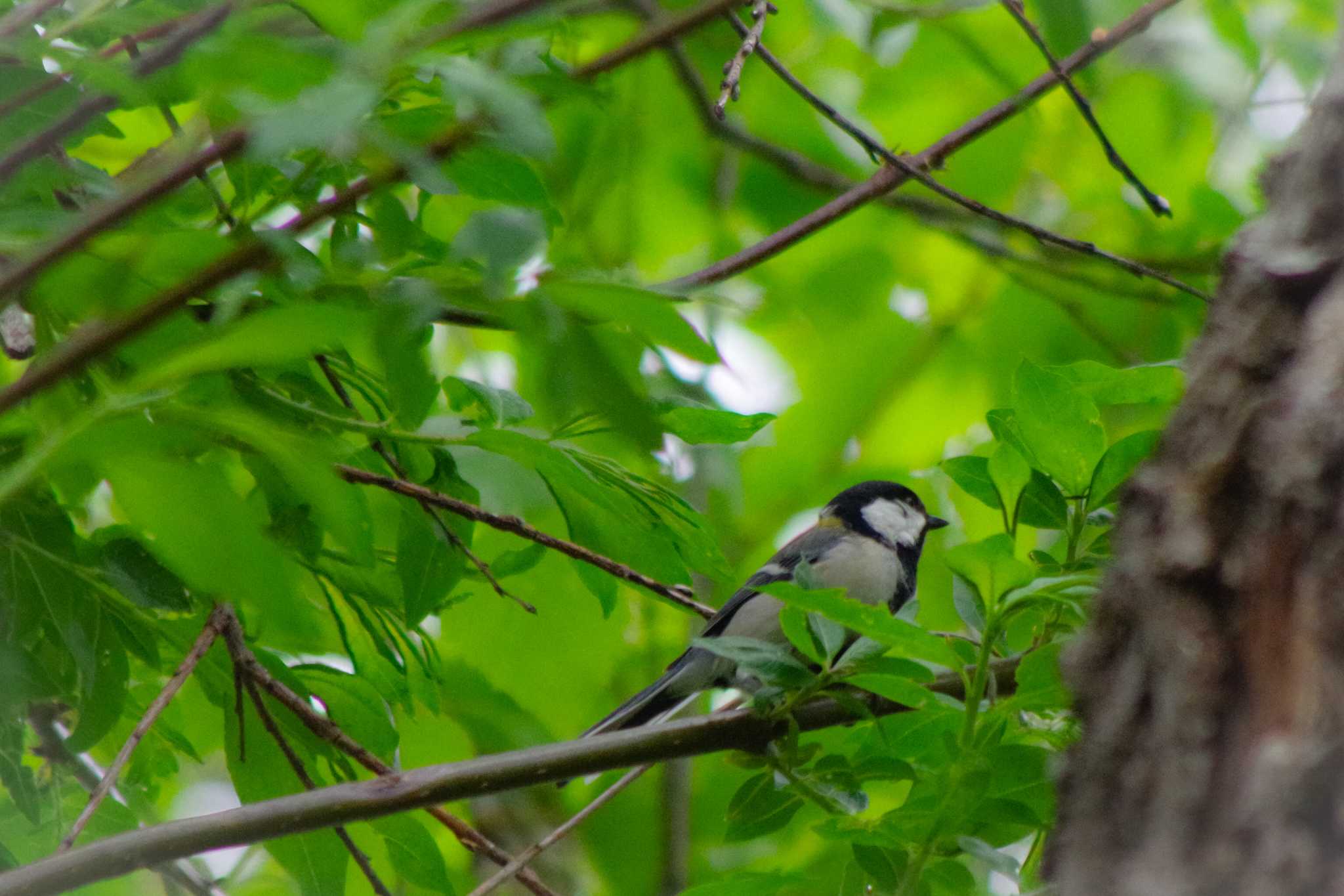 Japanese Tit