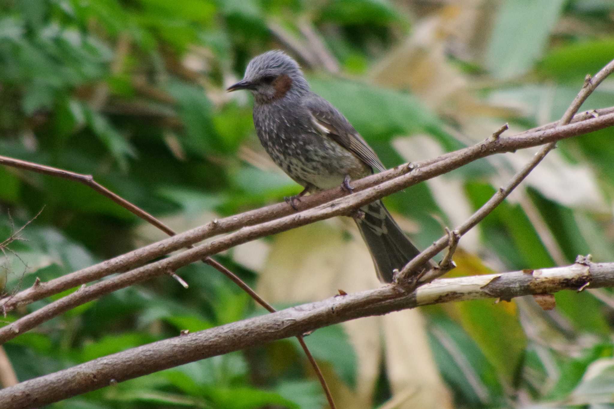 Photo of Brown-eared Bulbul at 左股川緑地(札幌市西区) by 98_Ark (98ｱｰｸ)