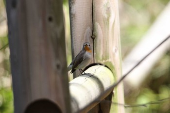 Taiga Flycatcher Tobishima Island Wed, 5/12/2021