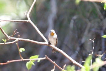 Taiga Flycatcher Tobishima Island Wed, 5/12/2021