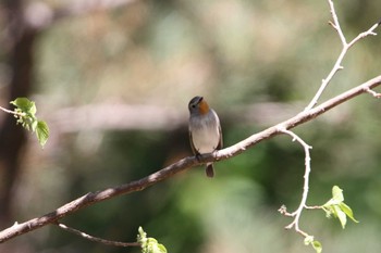 Taiga Flycatcher Tobishima Island Wed, 5/12/2021