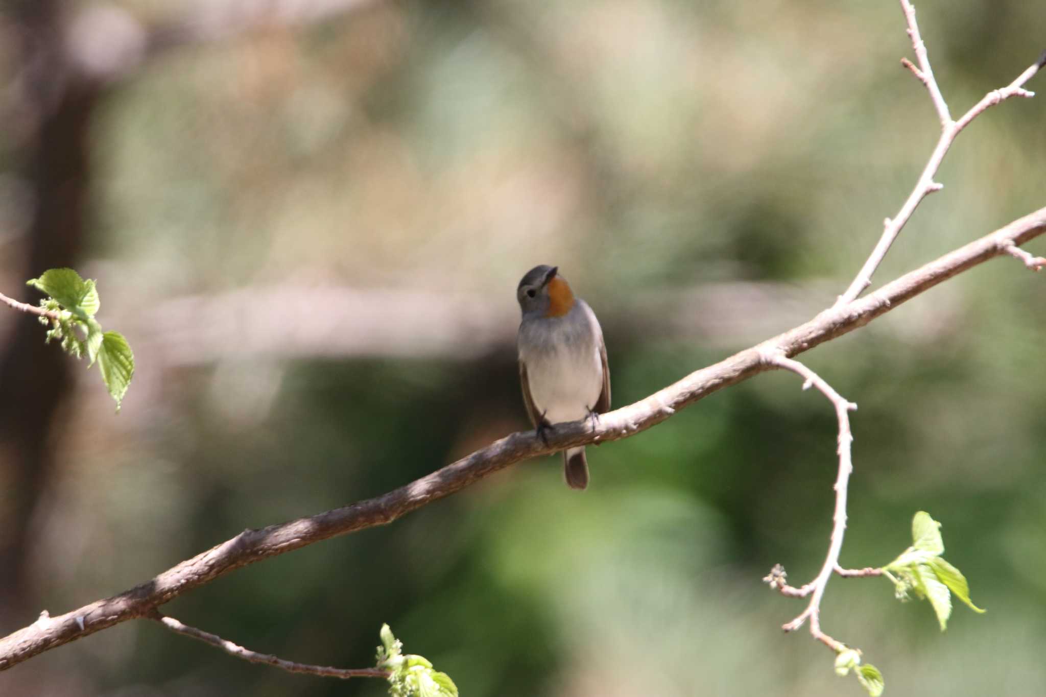 Photo of Taiga Flycatcher at Tobishima Island by マイク