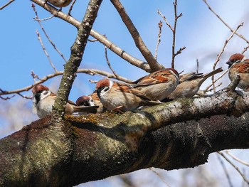 スズメ 宮城県仙台市・榴岡公園 2017年2月12日(日)