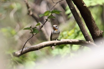 Taiga Flycatcher Tobishima Island Wed, 5/12/2021