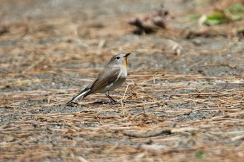 Taiga Flycatcher Tobishima Island Wed, 5/12/2021