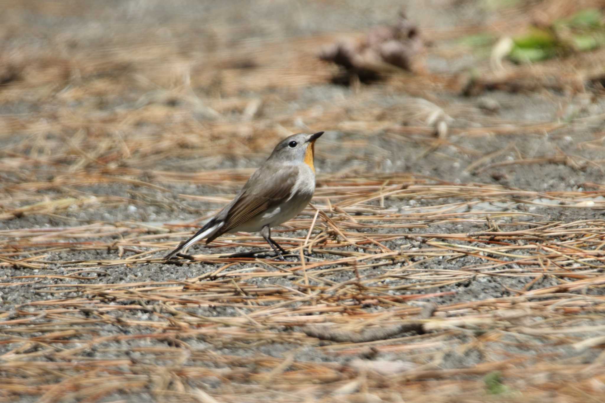 Photo of Taiga Flycatcher at Tobishima Island by マイク