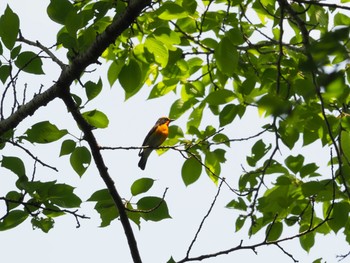 Sat, 5/15/2021 Birding report at 泉の森公園