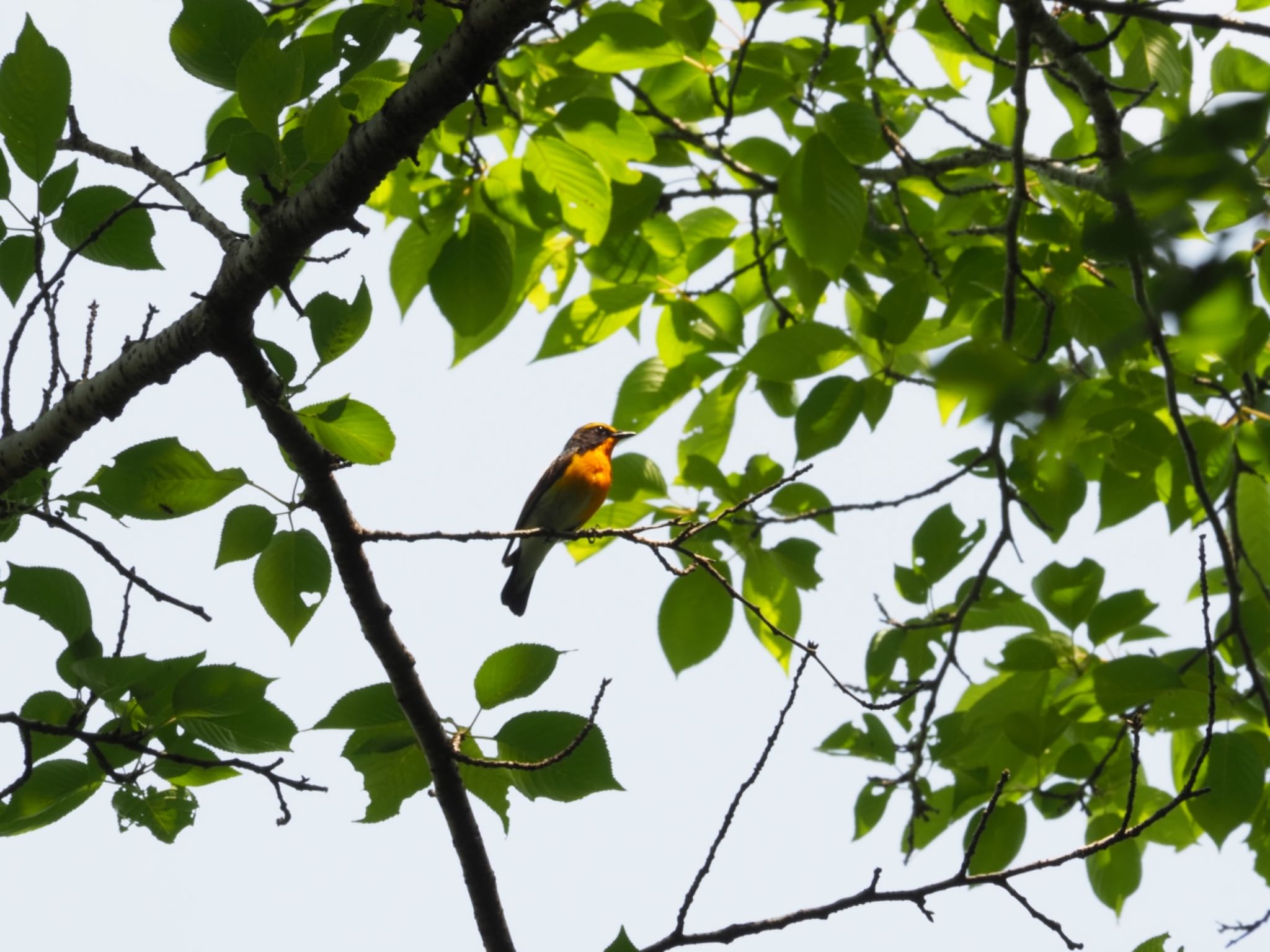 Narcissus Flycatcher