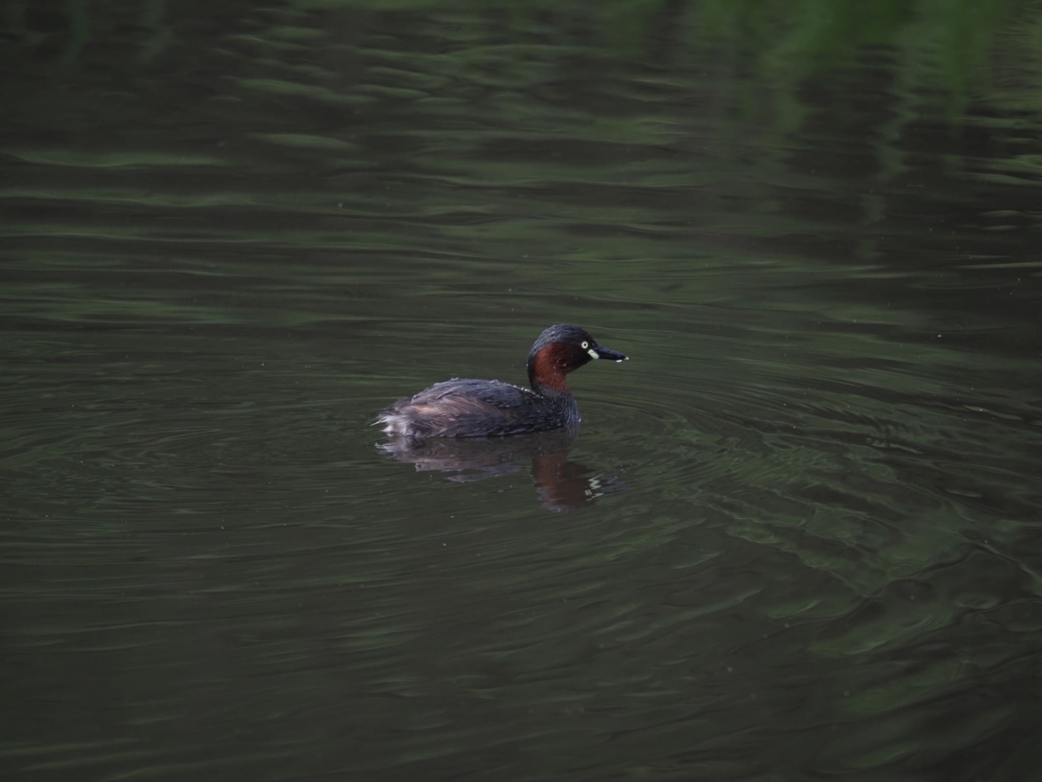 Little Grebe