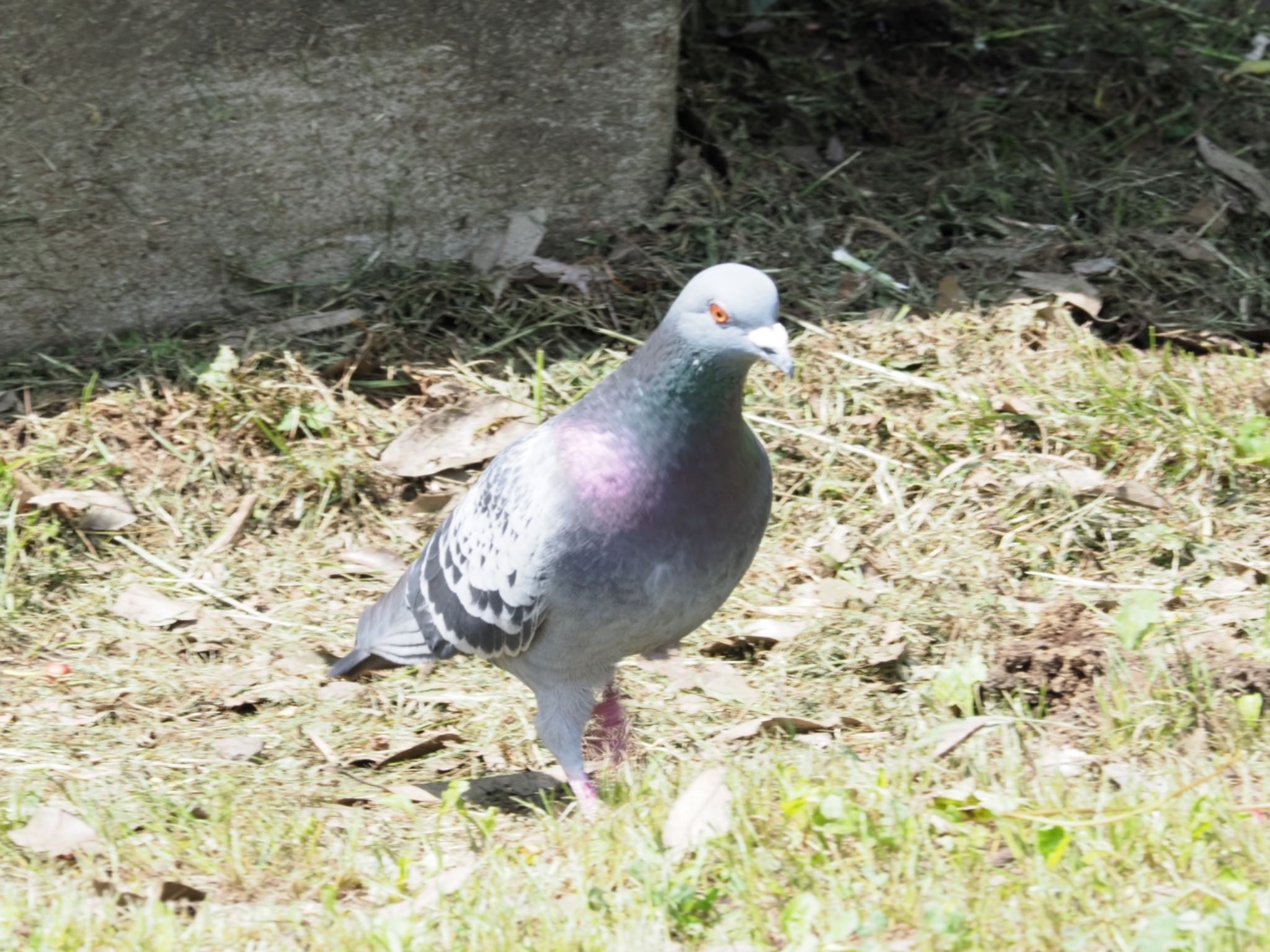 Rock Dove