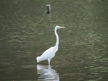 ダイサギ 泉の森公園 2021年5月15日(土)