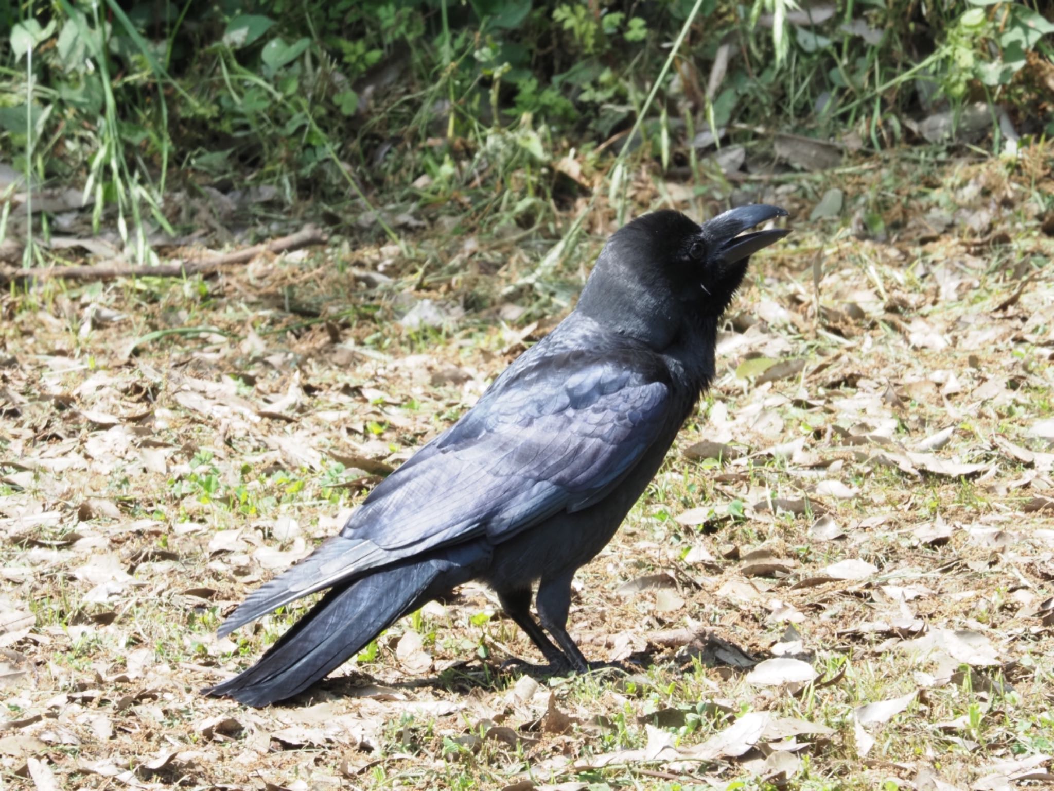 Large-billed Crow