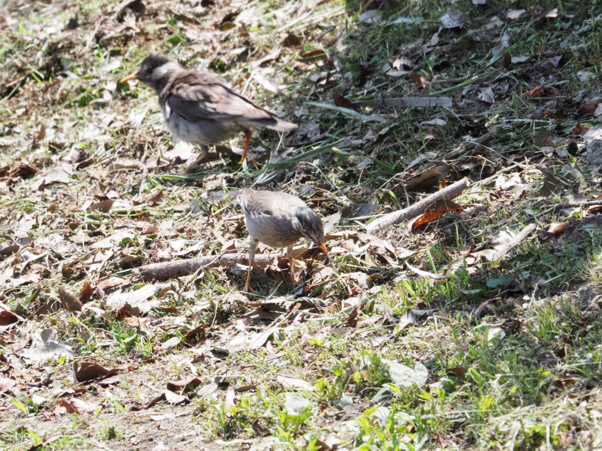 White-cheeked Starling