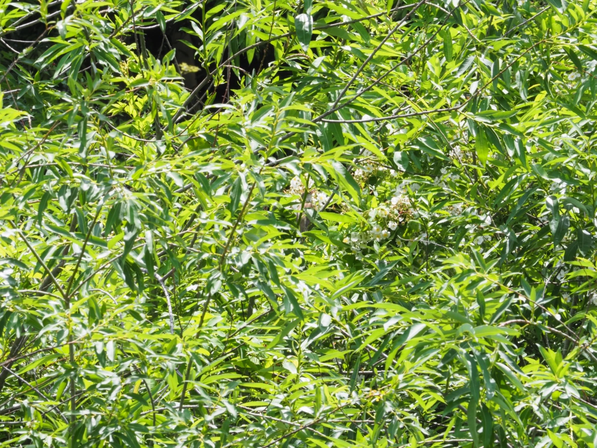 Oriental Reed Warbler