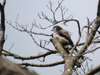 エナガ 八柱霊園 2021年5月15日(土)