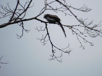 Long-tailed Tit 八柱霊園 Sat, 5/15/2021