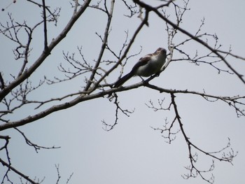 Long-tailed Tit 八柱霊園 Sat, 5/15/2021