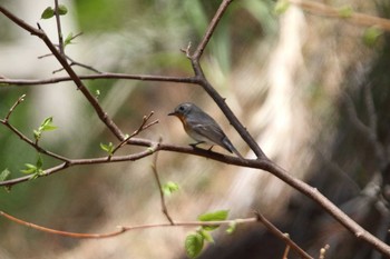 Mugimaki Flycatcher Tobishima Island Wed, 5/12/2021