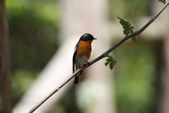 Mugimaki Flycatcher Tobishima Island Wed, 5/12/2021