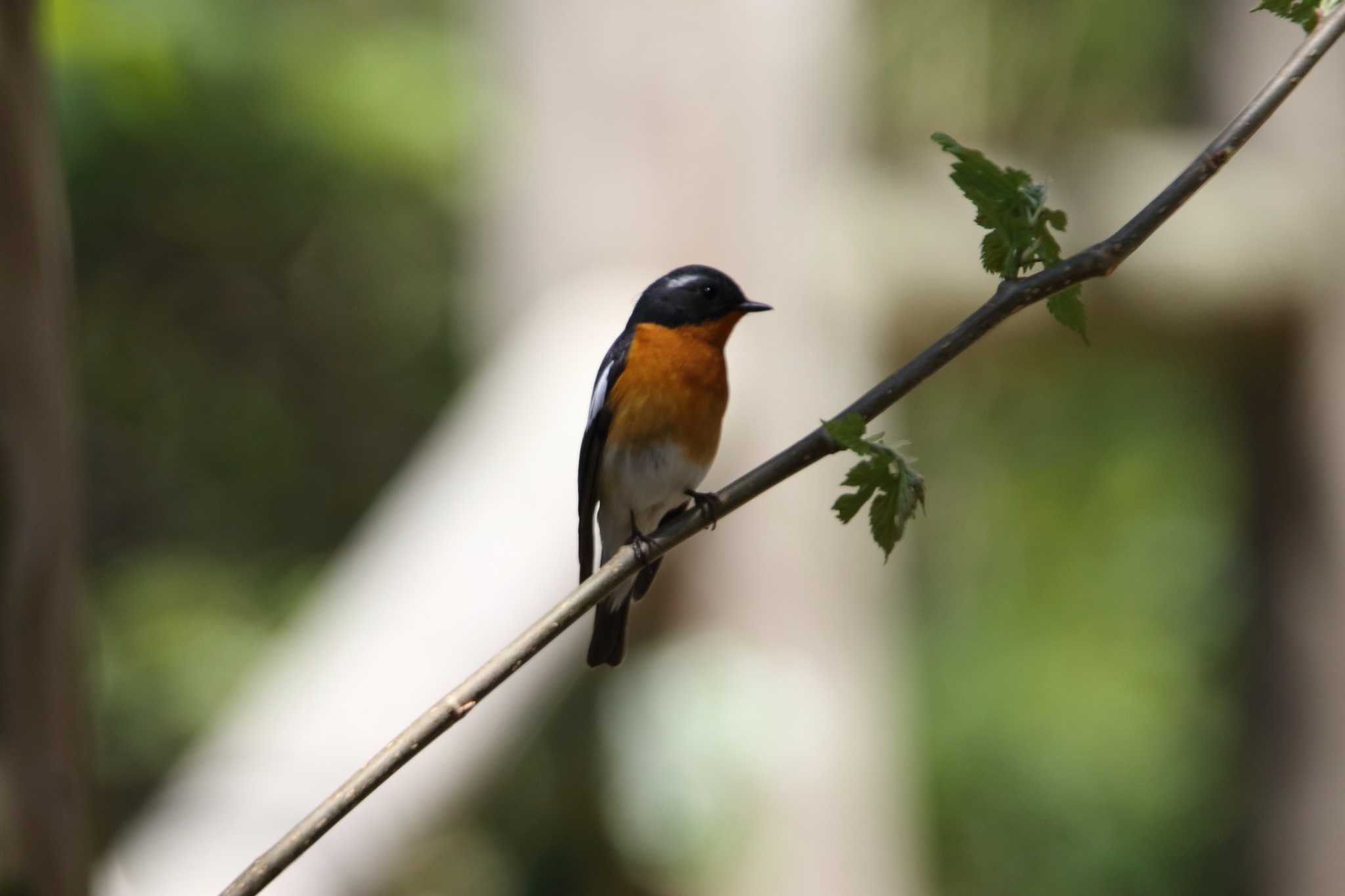 Photo of Mugimaki Flycatcher at Tobishima Island by マイク