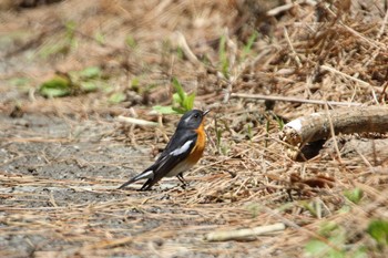 Mugimaki Flycatcher Tobishima Island Wed, 5/12/2021