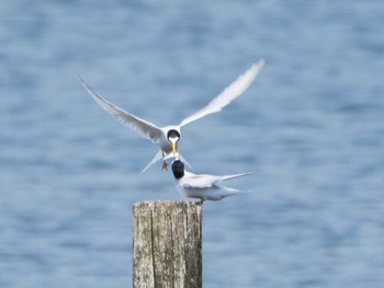 Little Tern 千住桜木自然地 (東京都足立区) Sun, 5/9/2021