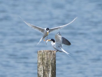 Sun, 5/9/2021 Birding report at 千住桜木自然地 (東京都足立区)