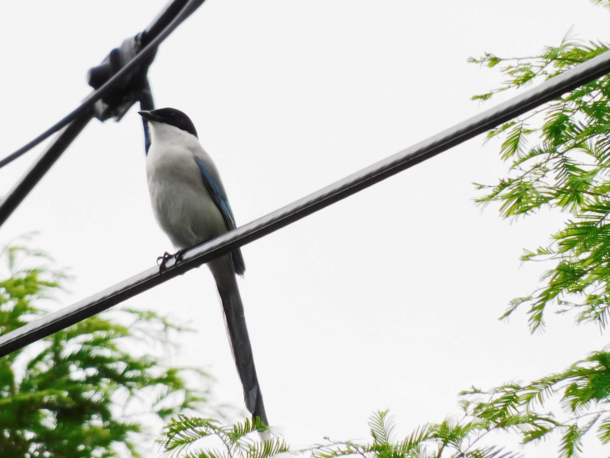 八王子公園付近（さいたま市中央区） オナガの写真 by ウタさんぽ