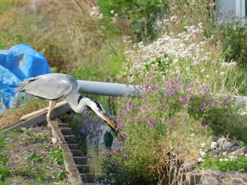 アオサギ 大久保農耕地 2021年5月15日(土)