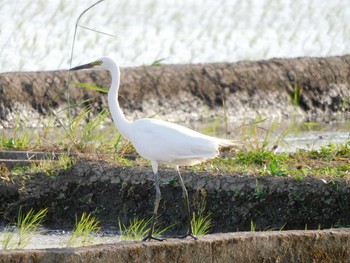 チュウサギ 大久保農耕地 2021年5月15日(土)