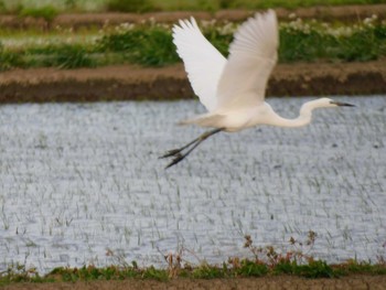 ダイサギ 大久保農耕地 2021年5月15日(土)