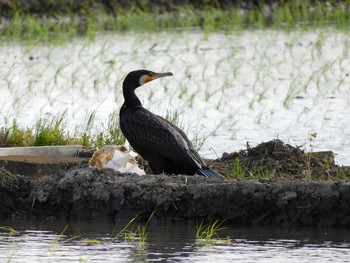 カワウ 大久保農耕地 2021年5月15日(土)