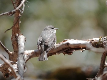 Asian Brown Flycatcher 奥日光 Mon, 5/10/2021