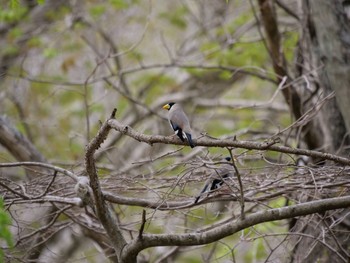 Japanese Grosbeak ポロト湖(ポロトの森) Sat, 5/15/2021