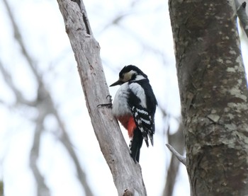 アカゲラ 常盤公園 2021年5月16日(日)