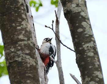 アカゲラ 常盤公園 2021年5月16日(日)