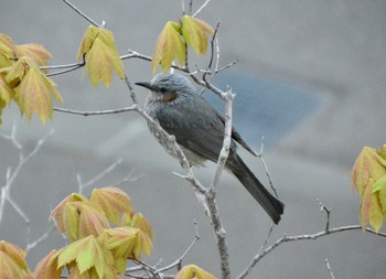 Brown-eared Bulbul 自宅庭 Sun, 5/16/2021