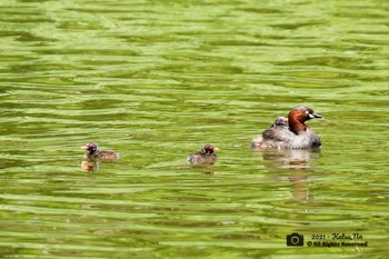 Little Grebe 葛西臨海公園鳥類園 Sat, 5/8/2021