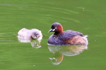 カイツブリ 薬師池公園 2021年5月16日(日)