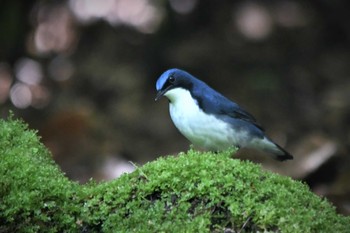 未同定 場所が不明 2021年5月4日(火)