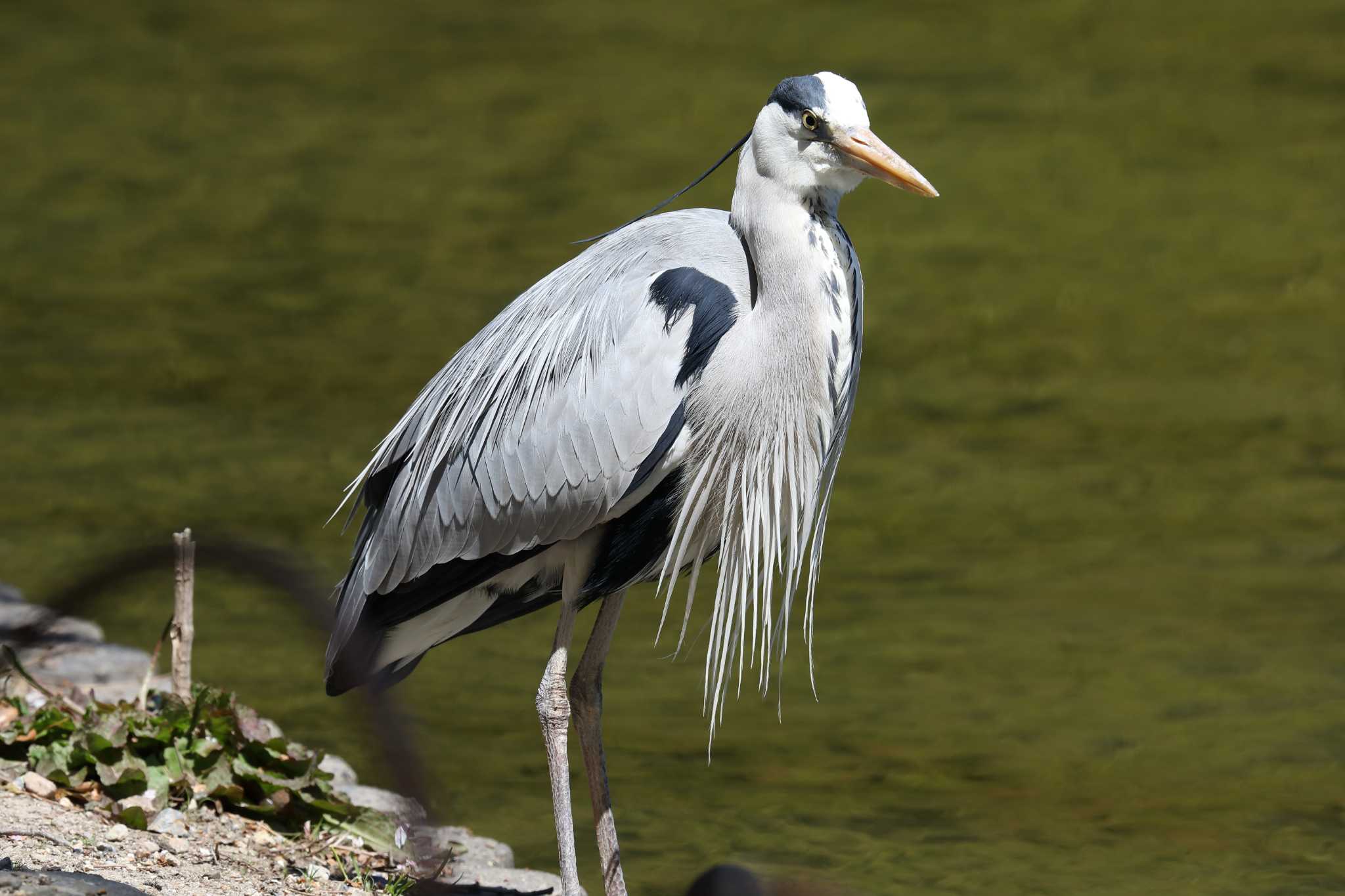 明石公園のアオサギ