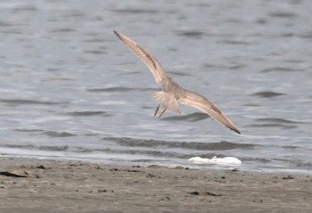 2021年5月15日(土) ふなばし三番瀬海浜公園の野鳥観察記録